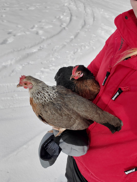 Meet the Gang- Loulou and Baby Chicken